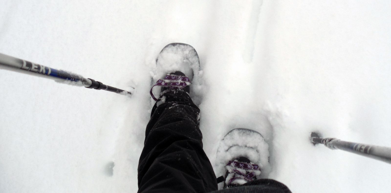 Snowshoe