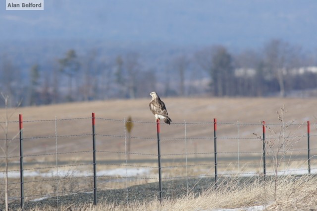 Rough-legged Hawk