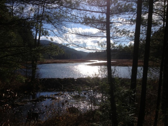 Marsh and dam