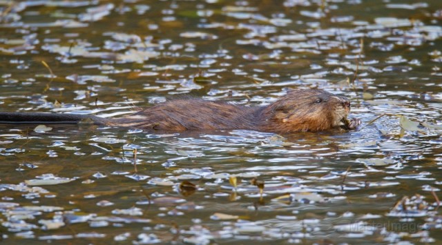 muskrat - Larry muskrat - Larry