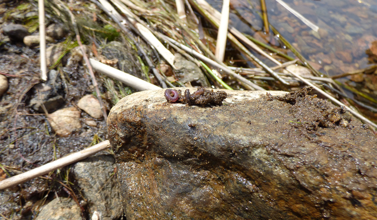 This little guy was hanging out under the first rock I lifted up.