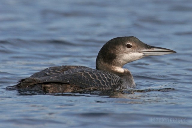 common loon - Larry common loon - Larry