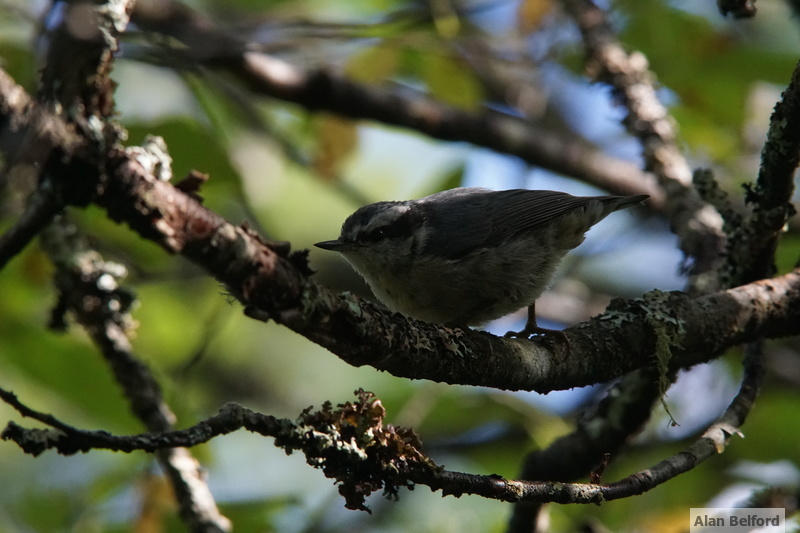 A few Red-breasted Nuthatches called from the trees along the shoreline. A few Red-breasted Nuthatches called from the trees along the shoreline.