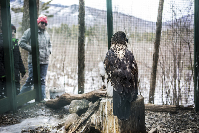 The Adirondack Wildlife Refuge is a great place for anyone to learn about nature.