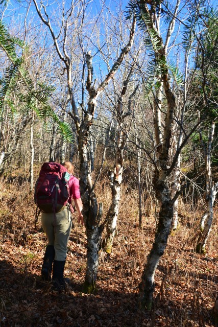 Birches