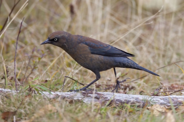 Rusty Blackbird - Larry