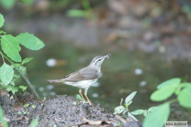 Louisiana Waterthrush