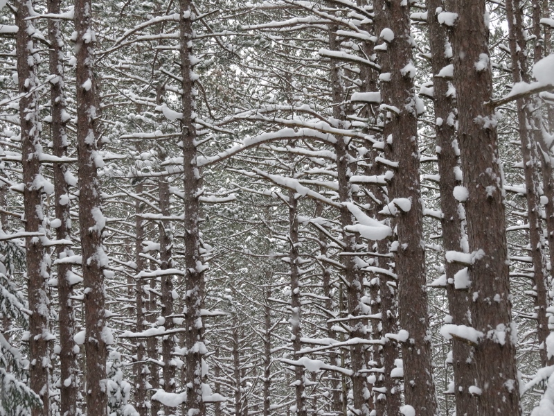 Red Pines covered in snow