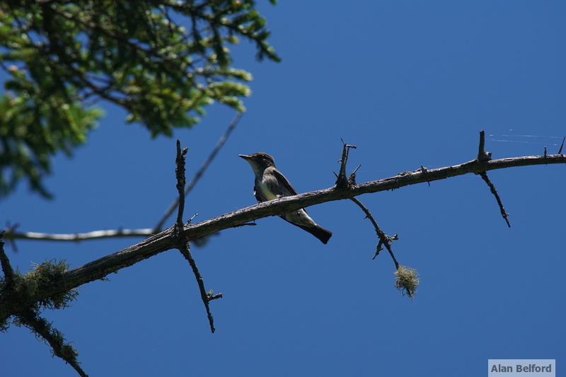 An Olive-sided Flycatcher called loudly from the stand of dead trees about halfway through the bog. An Olive-sided Flycatcher called loudly from the stand of dead trees about halfway through the bog.