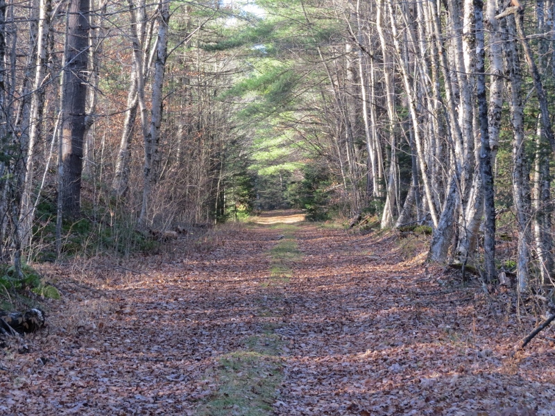 Trail at Massawepie Mire