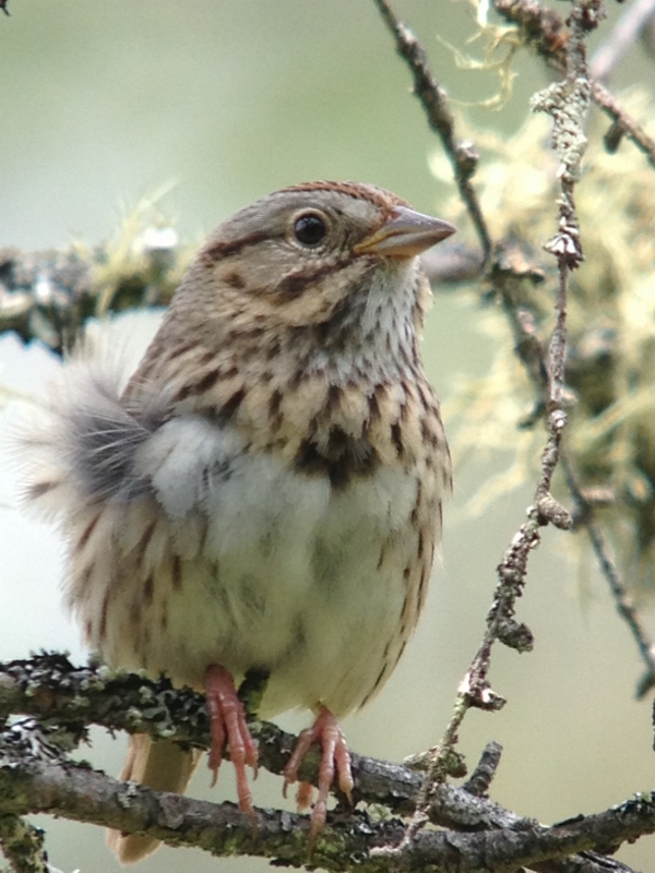 Lincoln's Sparrow at Hitchins Bog