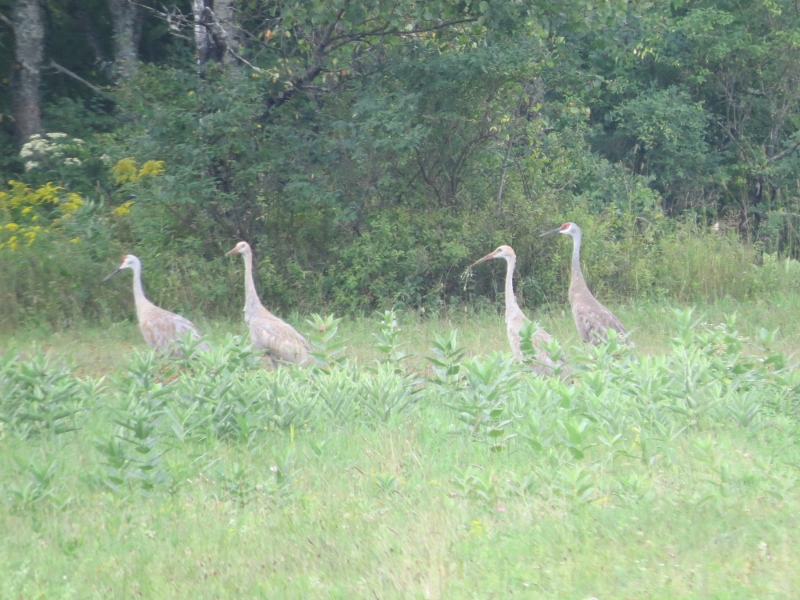 Sandhill Crane family along Stetson Road, Photo by Joan Collins