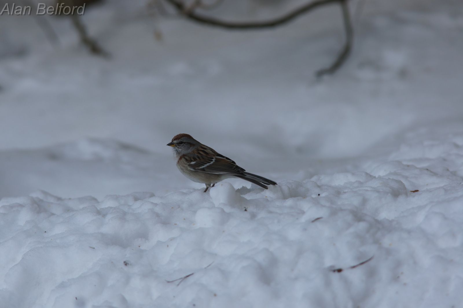 I found American Tree Sparrows throughout the day.