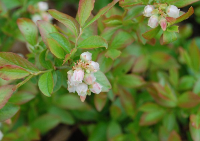 Blueberry flowers