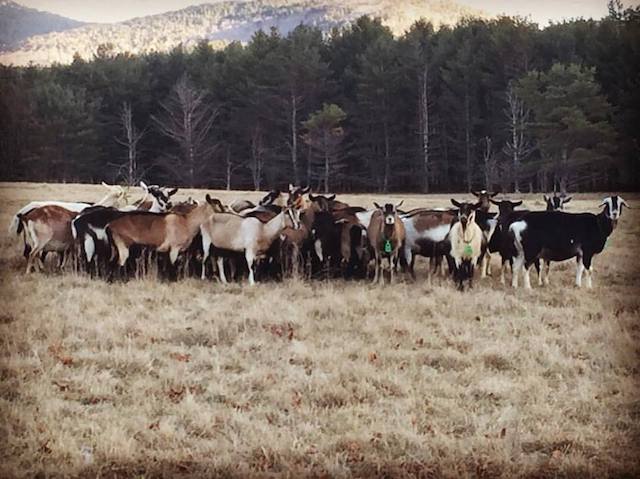 The goats get out into the spring pasture at Asgaard Farm.