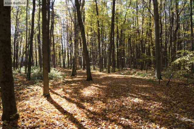 Noblewood trees