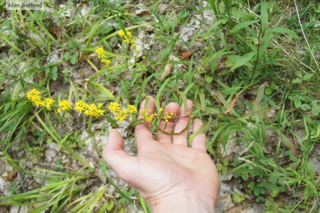 Blue-stemmed goldenrod