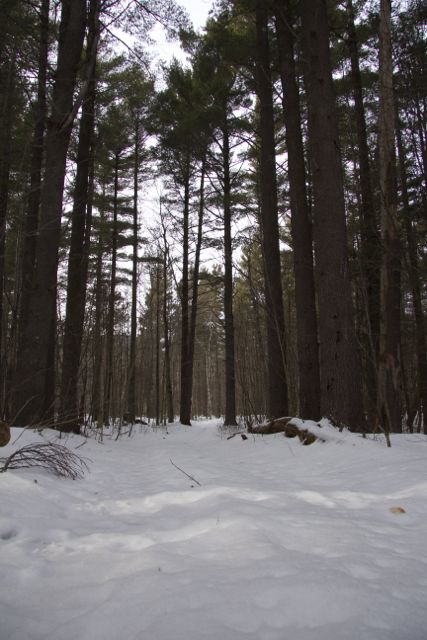 The tall pines near Bonnieview Rd.