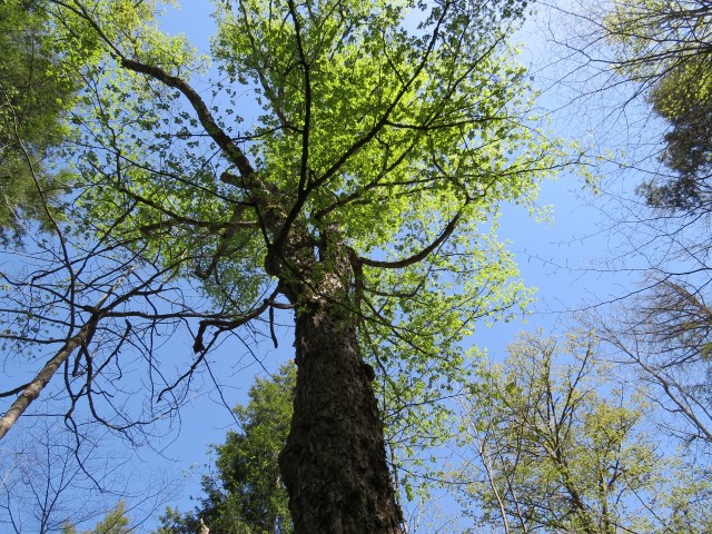 Old growth along the Ampersand Mountain Trail