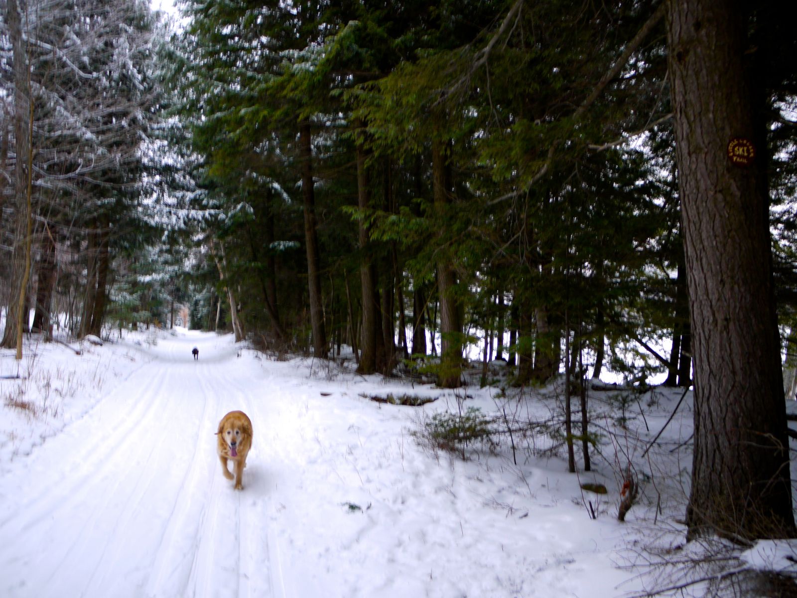 Jack and Gilly took a little tour down the Little Logger Loop.
