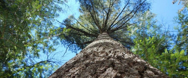 See some of the oldest trees on the East Coast with this rare cluster of old-growth white pines See some of the oldest trees on the East Coast with this rare cluster of old-growth white pines