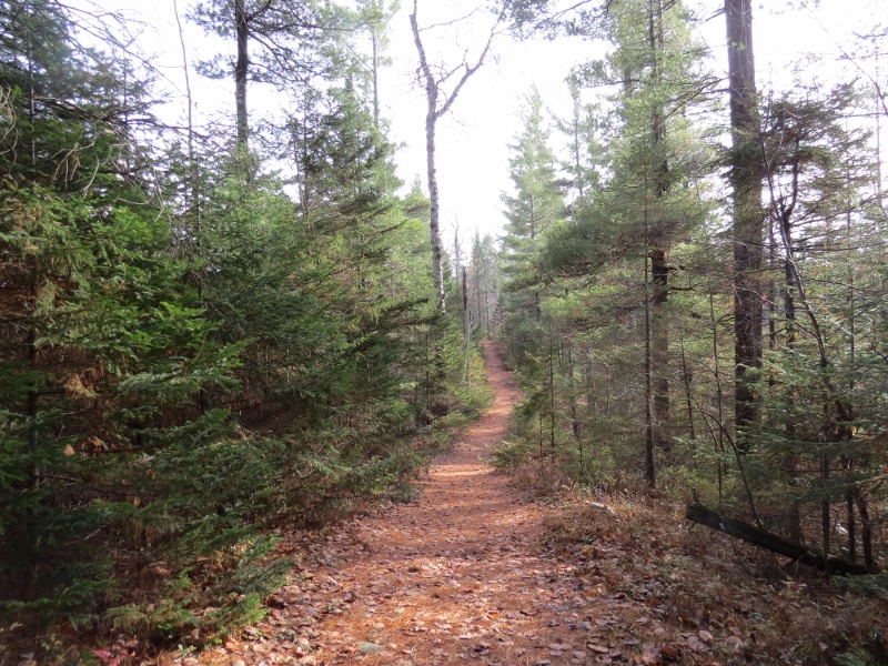 Spring Pond Bog trail