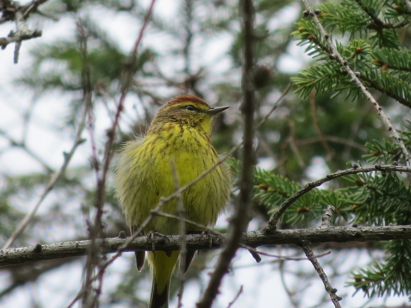 Palm Warbler at Hitchins Bog