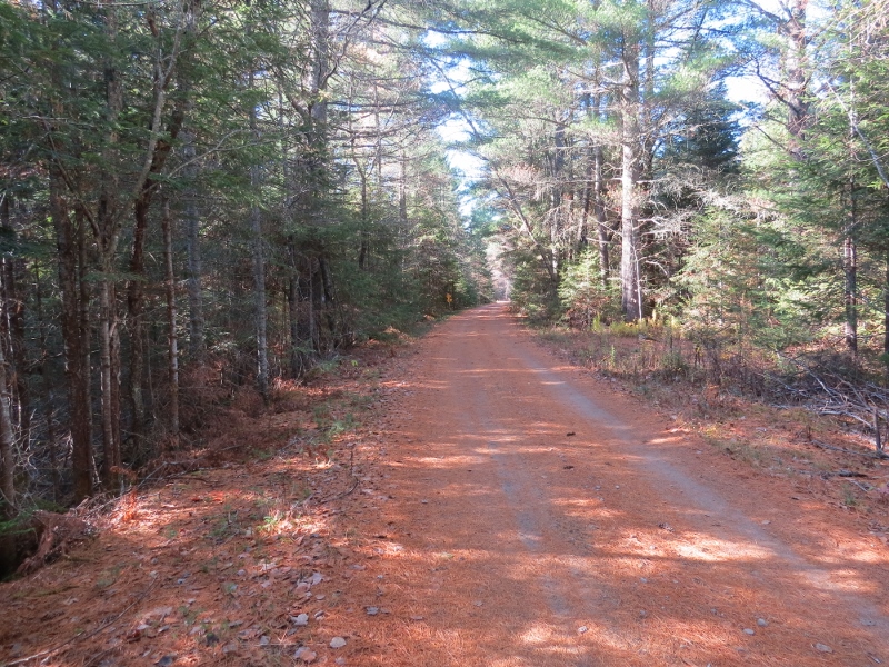 Dirt road trail at Massawepie Mire