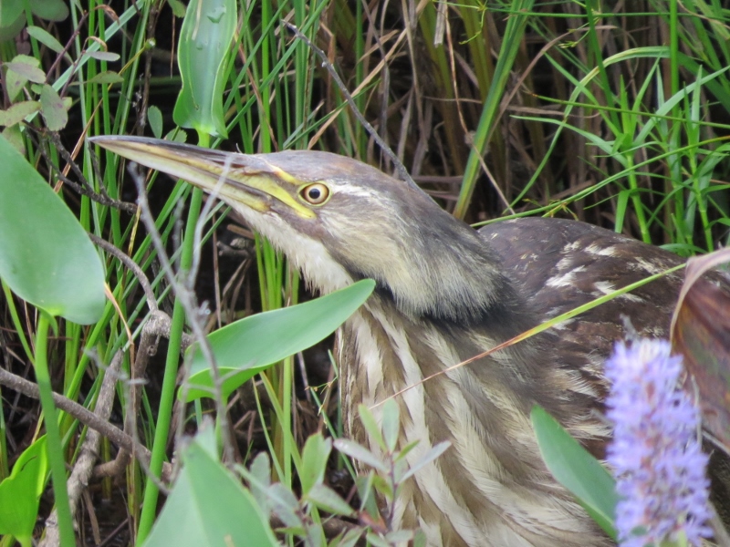 American Bittern at Tupper Lake Marsh
