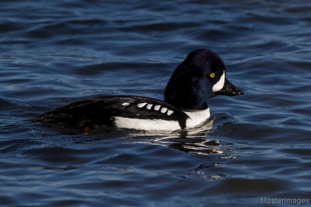 Barrow's Goldeneye - Larry