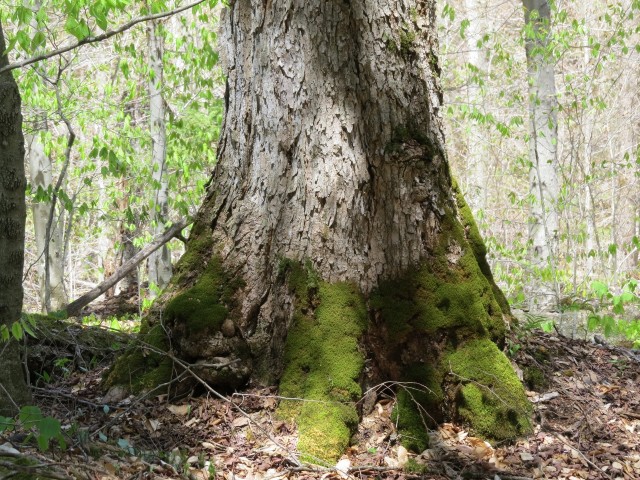 Old growth along the Ampersand Mountain Trail