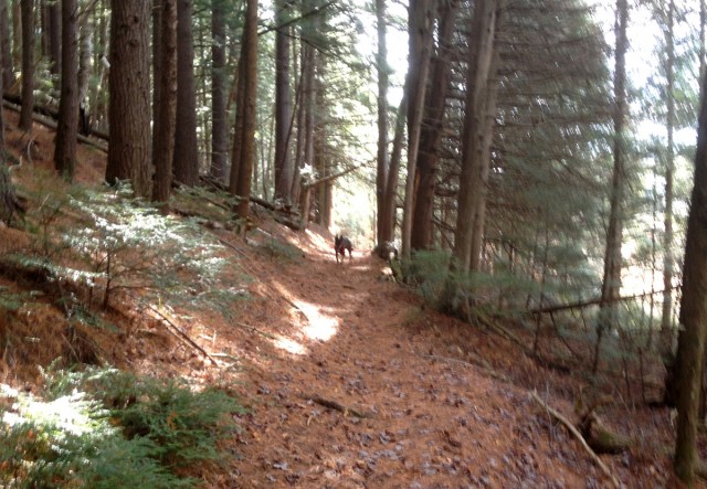 Pine needles on trail