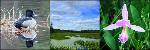 Paul Smith's Visitor Interpretive Center offers a daily nature walk and many interpretive opportunities Paul Smith's Visitor Interpretive Center offers a daily nature walk and many interpretive opportunities
