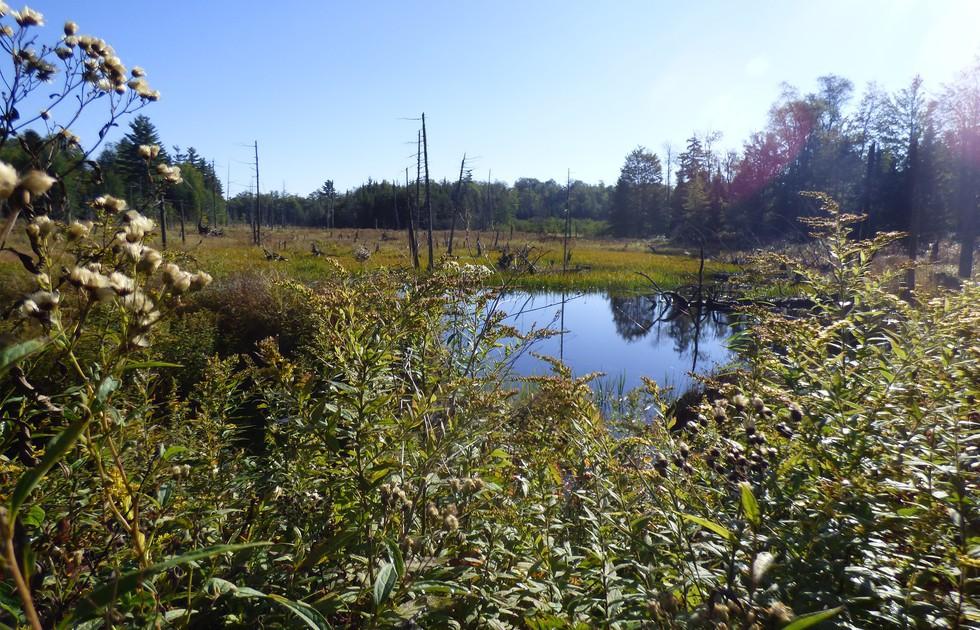 A shot from a bike ride from Horshoe to Massawepie.