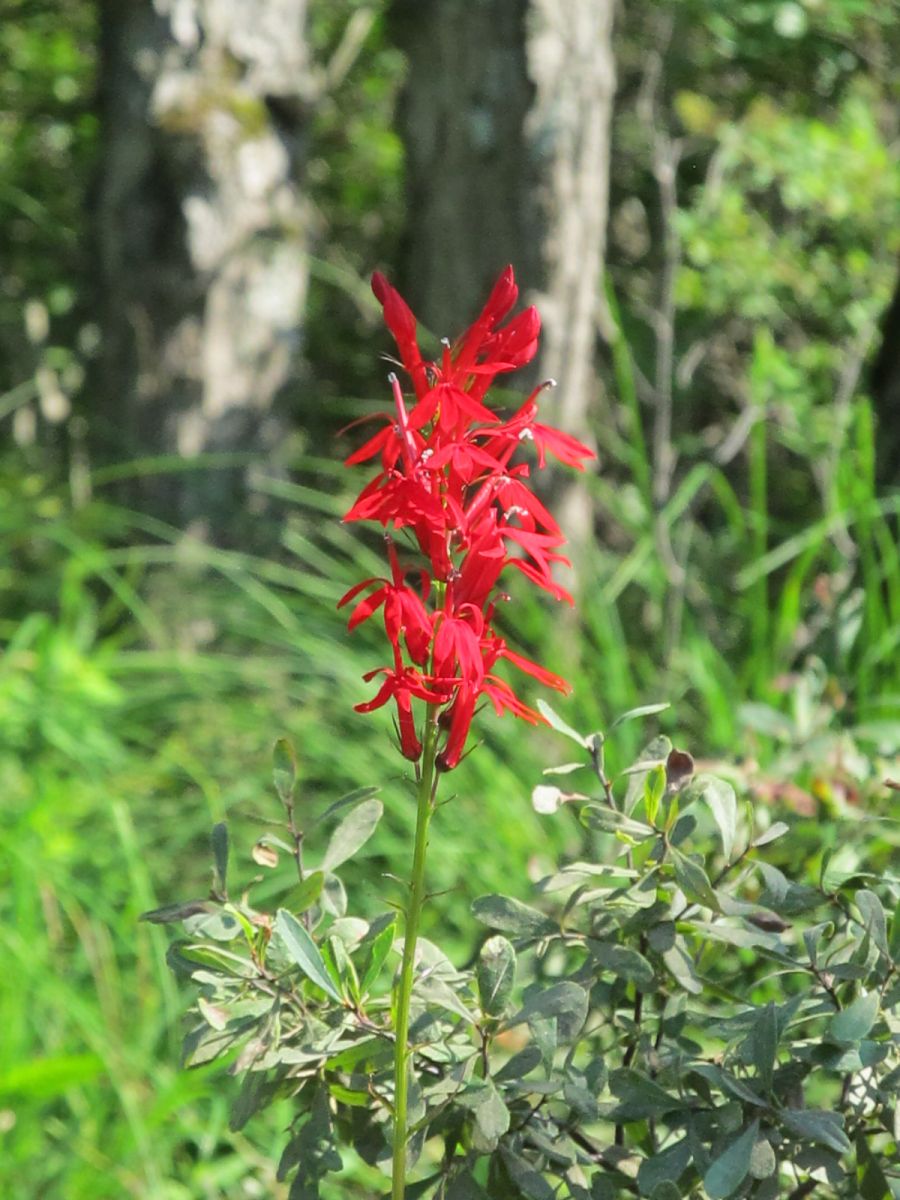 The Cardinal flower