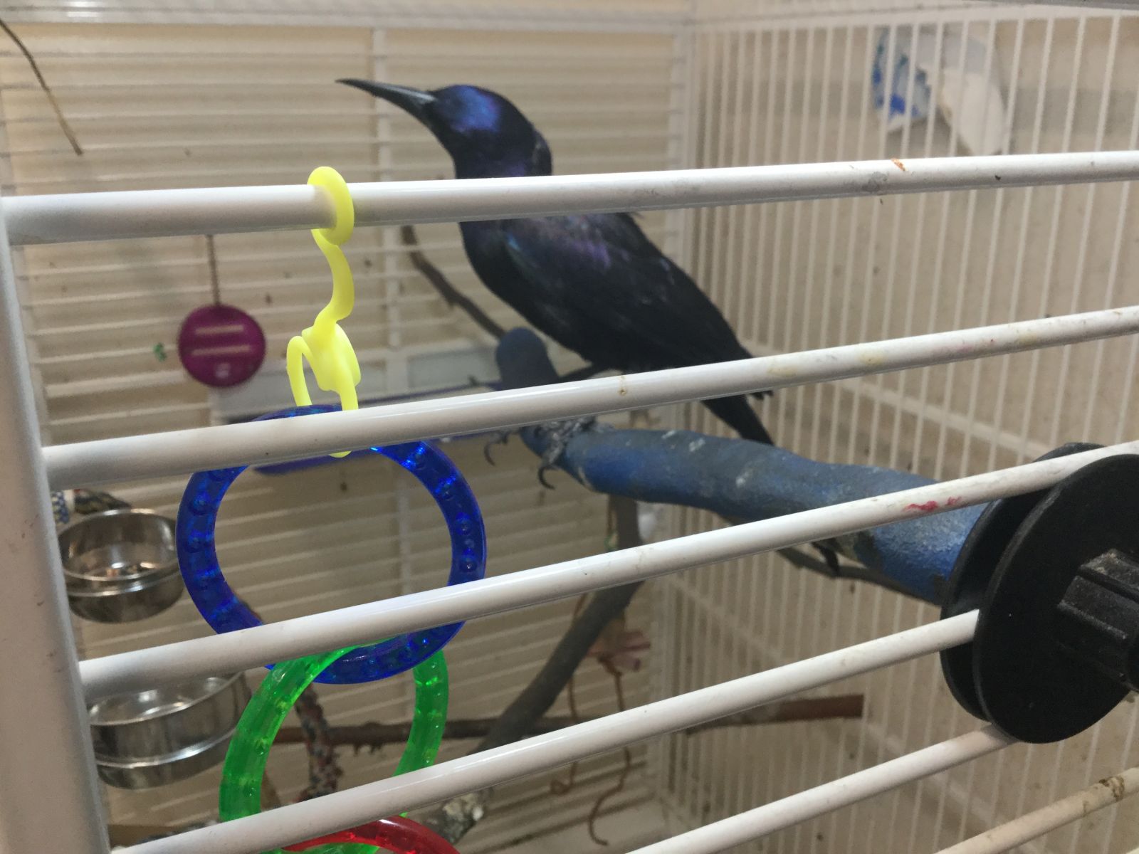This lively young grackle has iridescent feathers.
