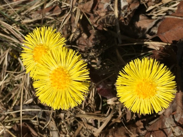 Coltsfoot
