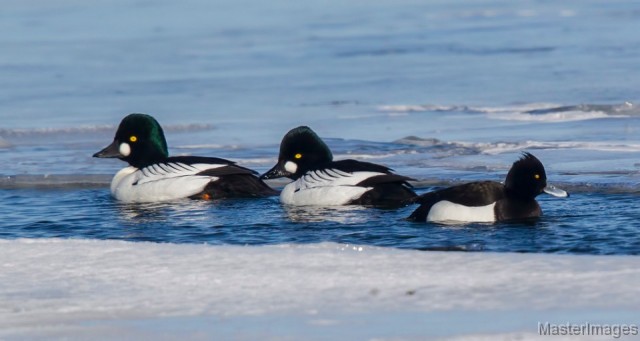 Tufted Duck - Larry