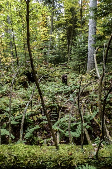 Bird Dog Hunting in the Adirondacks