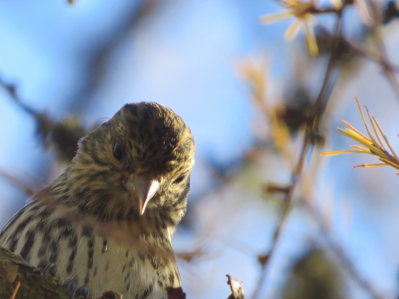 Pine Siskin peering down at Massawepie Mire