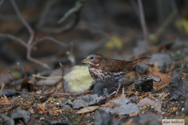 Fox Sparrow - yard