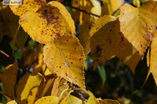 Paper Birch Paper Birch