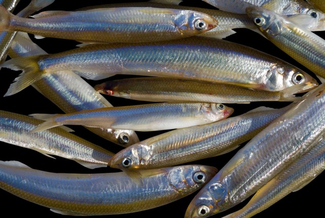 The sweet smelt of success. (photo 12840227 © Valeriy Kirsanov | Dreamstime.com)