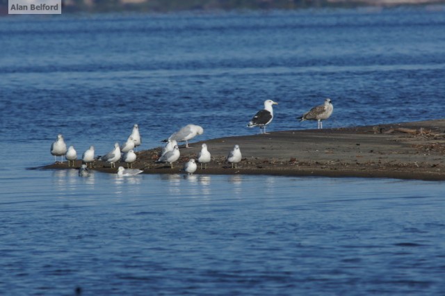 gulls