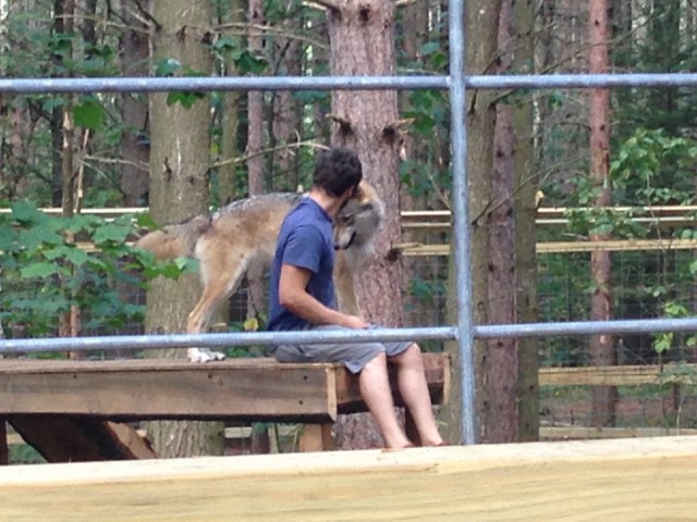 One of 3 wolves at the Refuge.
