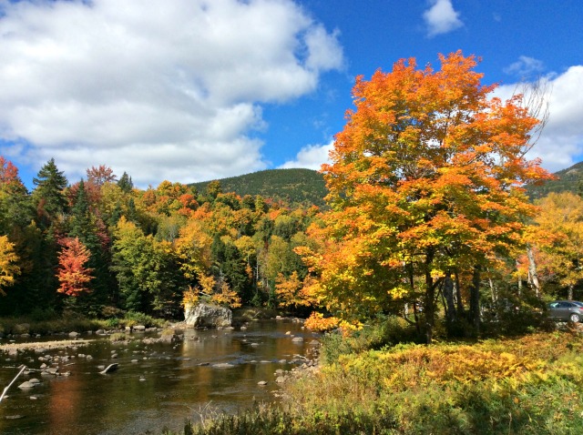It's not just the trees, it's how many there are, and the frame of water and rocks, too.