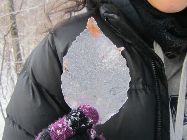 Leaves of ice