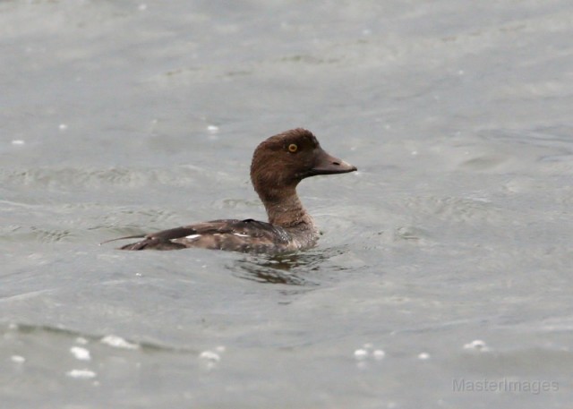Common Goldeneye - Larry Common Goldeneye - Larry