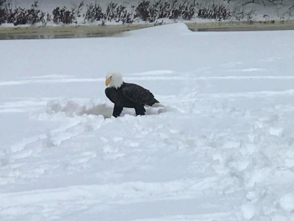 The eagle looking for food