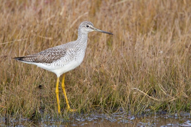 Greater Yellowlegs - Larry